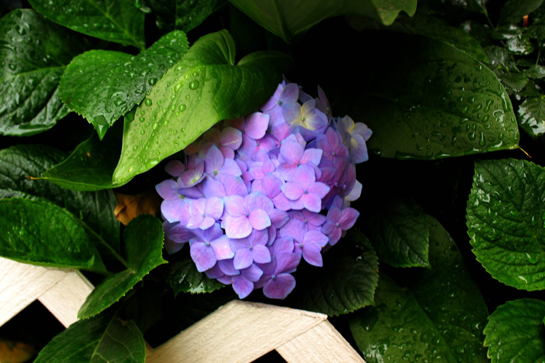 Hortensias