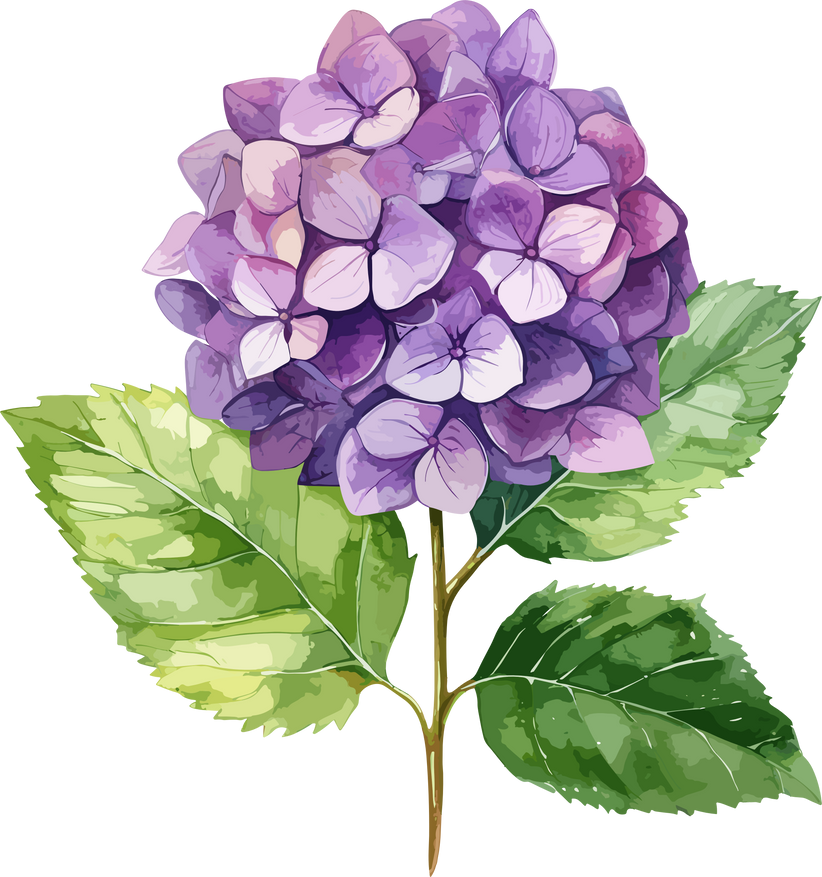 Purple Hydrangea Flower Watercolor